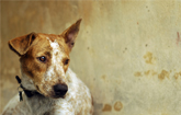 Animal Welfare